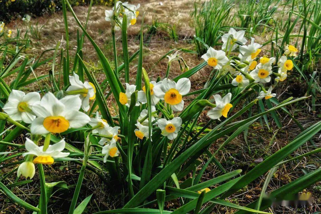 為了慶祝新春佳節花鳥島開了滿島的水仙花