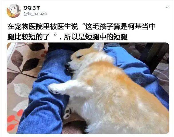 嘲讽这只柯基被医生无情嘲讽了：这是短腿中的短腿！