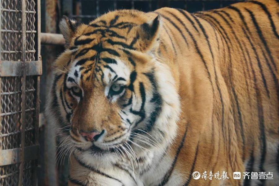 拍虎畫虎迎新年猛虎萌態迎新春情報員帶你去濟南動物園看看