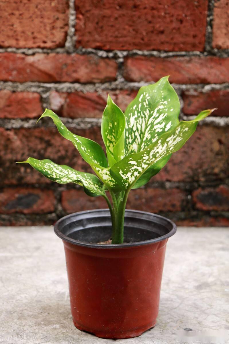 16种家里常养的花 越漂亮越有毒 多了解一下避免受伤害 植物 花卉 净化环境