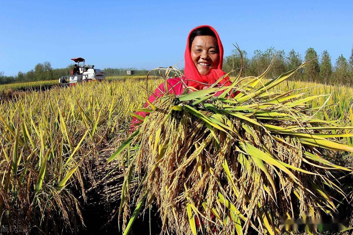 新年好礼:为提高农民种粮积极性,小麦稻谷又将迎来一波涨价