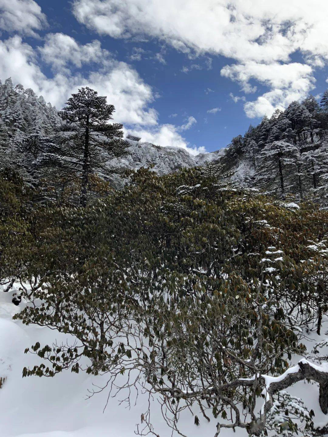 栈道|人间仙境！昆明这里下雪啦！周末约看雪吗？