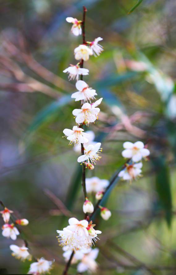 新田县|野樱花烂漫大瑶山