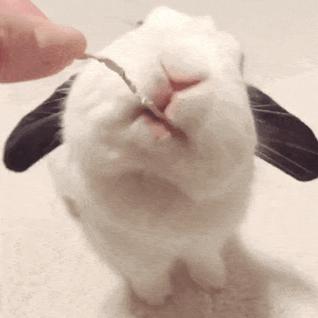 兔兔的三瓣嘴也太可爱了吧!_兔子_嘴唇_食物