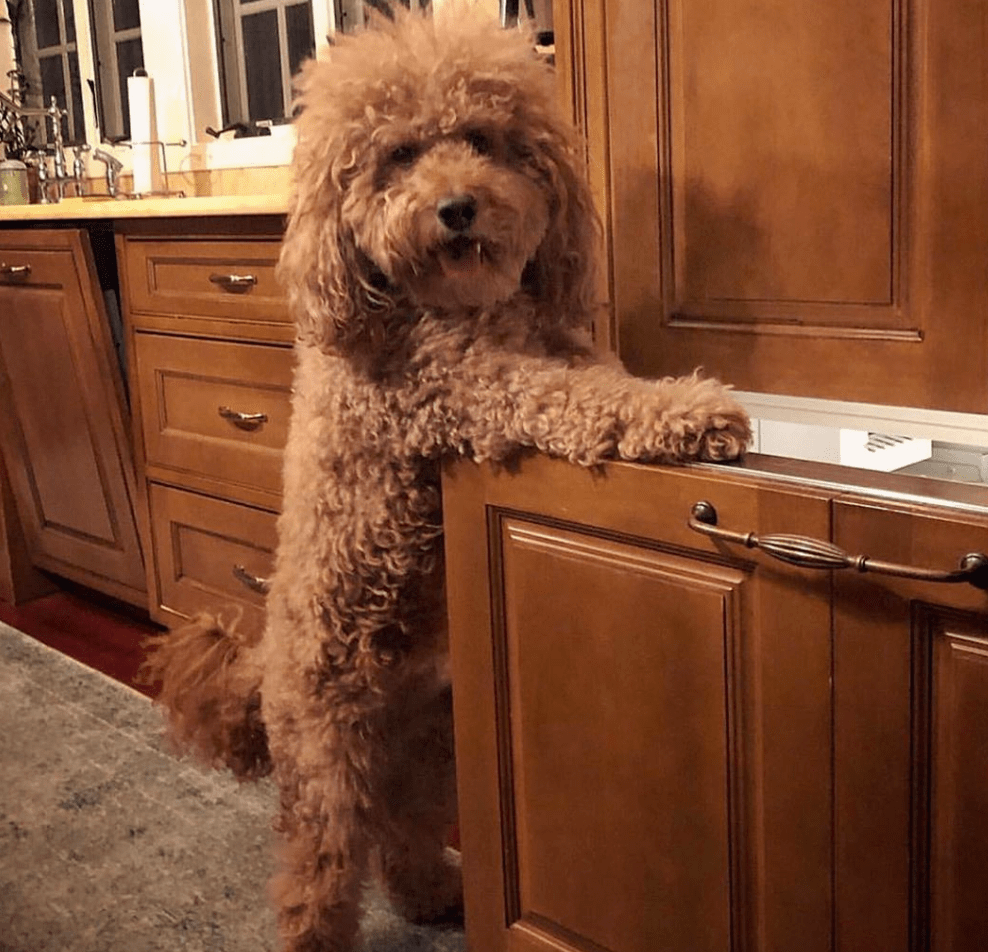 狗狗抱着小婴儿睡觉网友被萌翻这是超大号的泰迪熊嘛