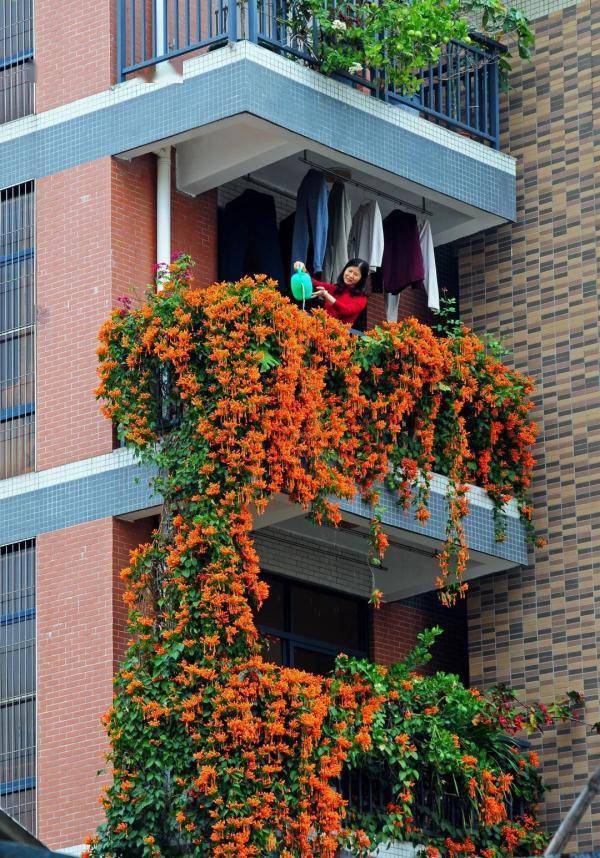 真的太太太惊艳了！广州一居民楼上挂了“花瀑布”，超应节！