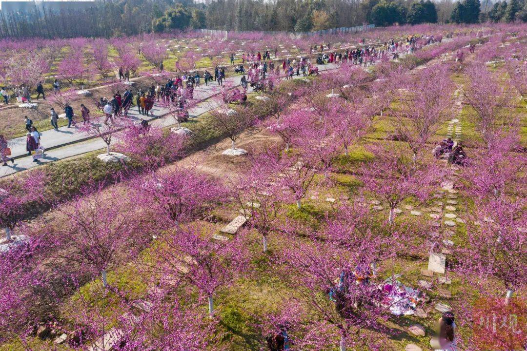 游乐|千亩梅花盛开！这一网红赏花地，今年新增大量停车位、游乐设施