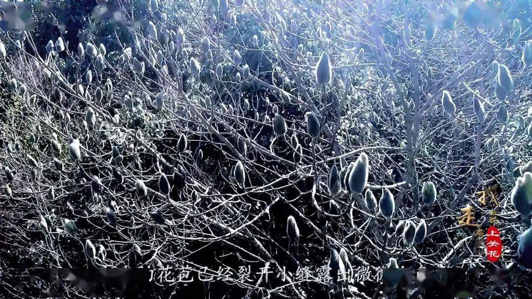“上关花”到底是什么花？这部纪录片带您揭开苍山“金花”的面纱_大理_寻找_洱源县
