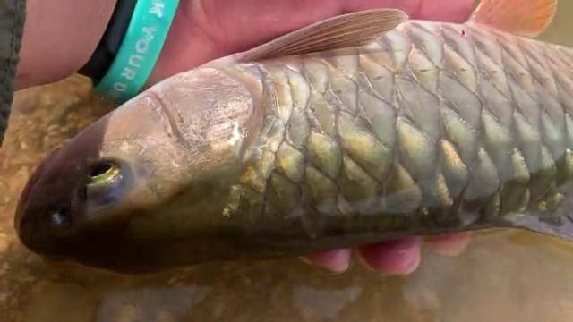 这条军鱼太漂亮了,鳞片是金色的,中国最美原生鱼_鳞片_漂亮_金色