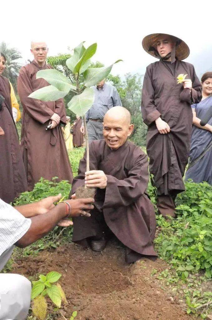 落葉終歸根一行禪師在越南圓寂享年95歲