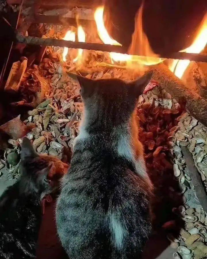小猫咪烤火需谨慎