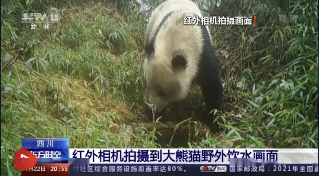 大熊猫|央视集中报道！都江堰红外相机拍摄到大熊猫野外饮水画面！