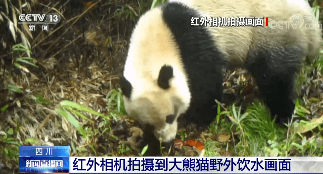 大熊猫|央视集中报道！都江堰红外相机拍摄到大熊猫野外饮水画面！