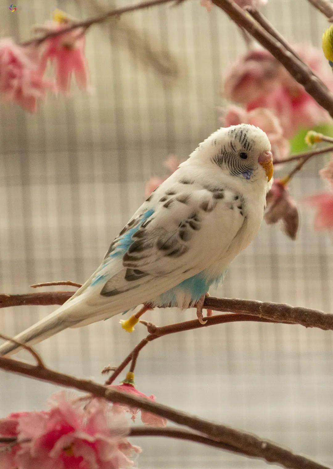 虎皮鹦鹉家族又壮大了，快来邂逅这些小精灵_搜狐网