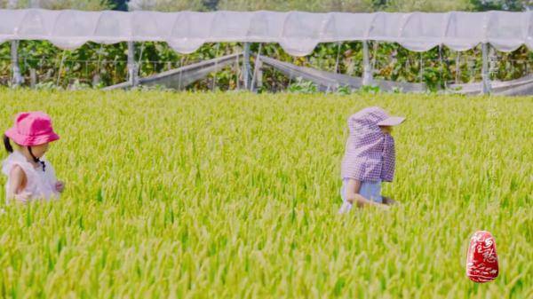 稻田|守着稻田住在花园，还有国家级非物质文化遗产→