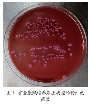 大肠杆菌鉴别培养基图片