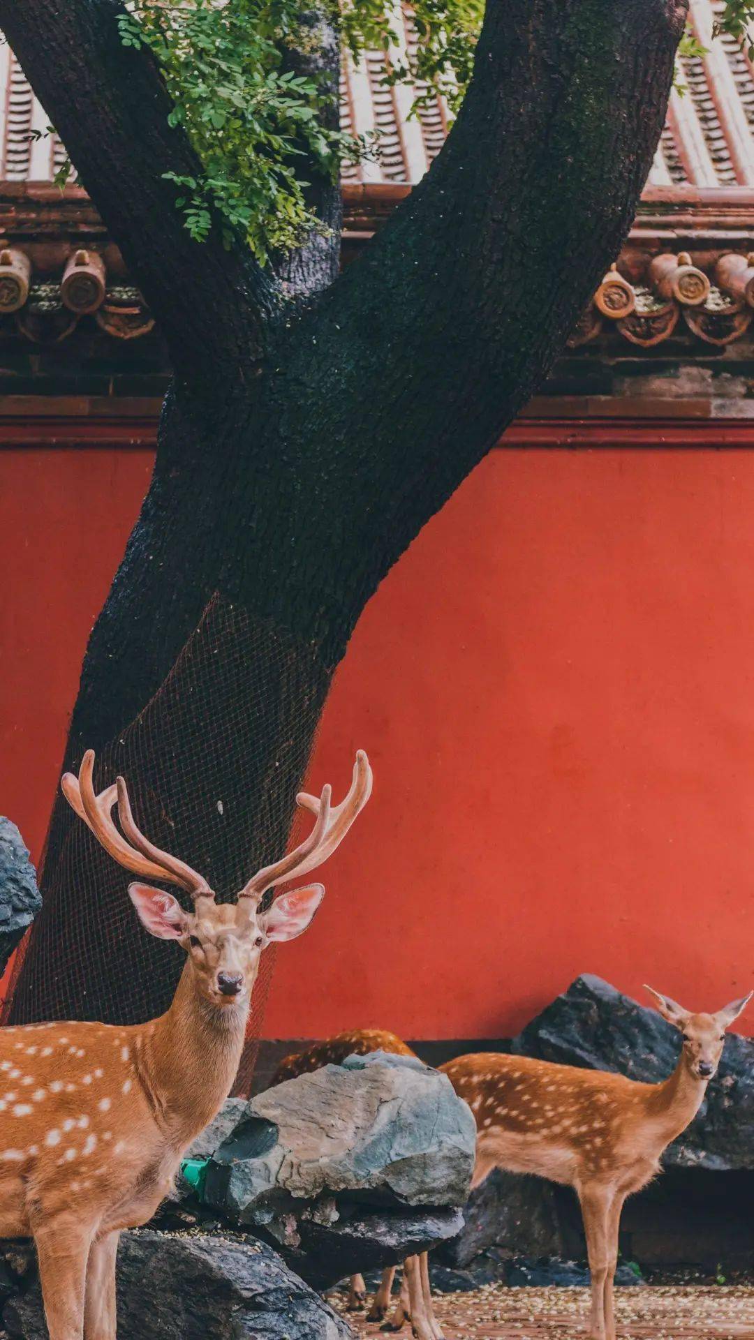 �������ޣ���ֻС�һ����ܰ�ɰ�����ʥ�������ӻʼҵ����� ...