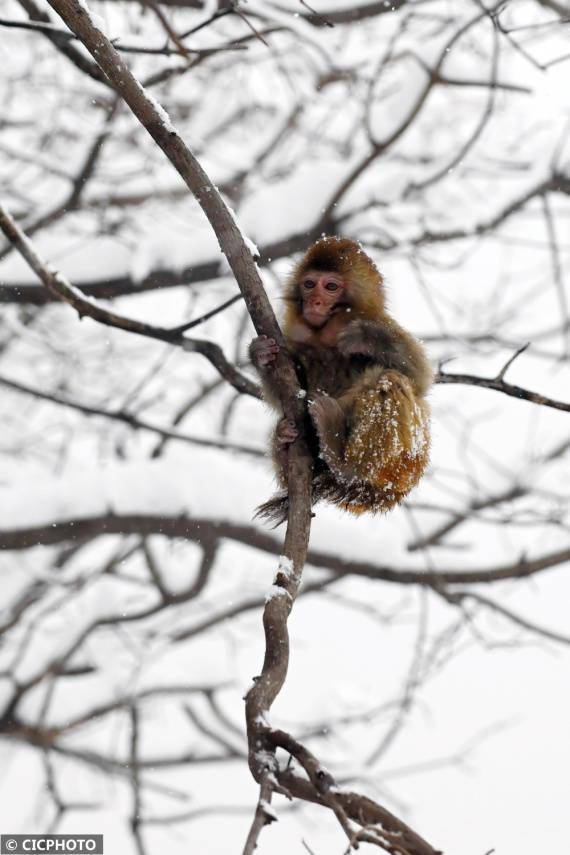 图片|河南沁阳：雪中猕猴惹人爱