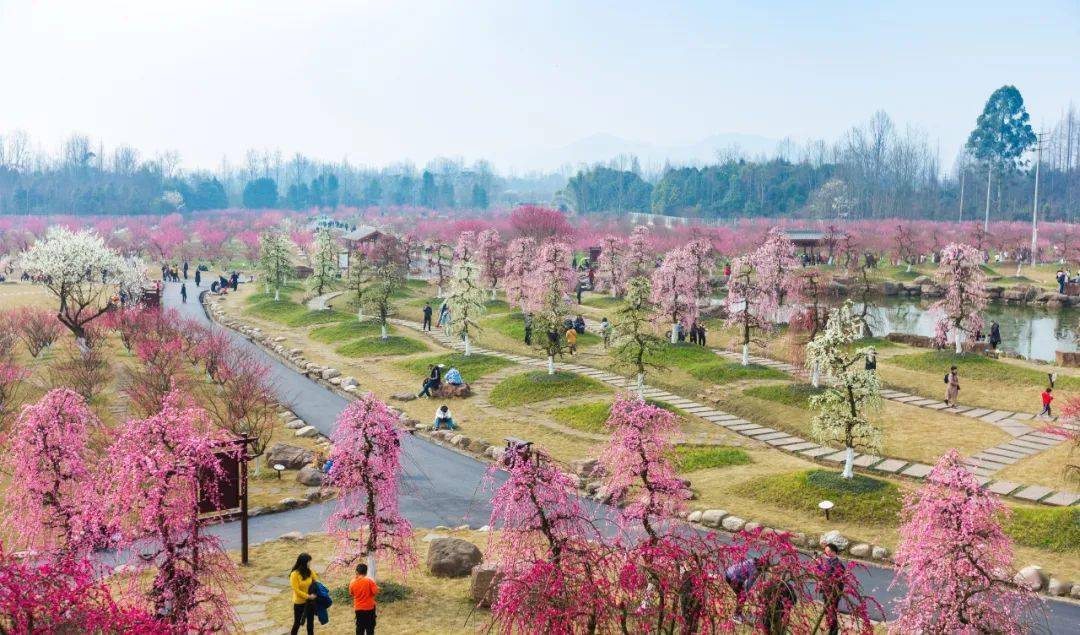 山景|在都江堰过年 | 到青城山看花海、住民宿、泡温泉，速度安排！