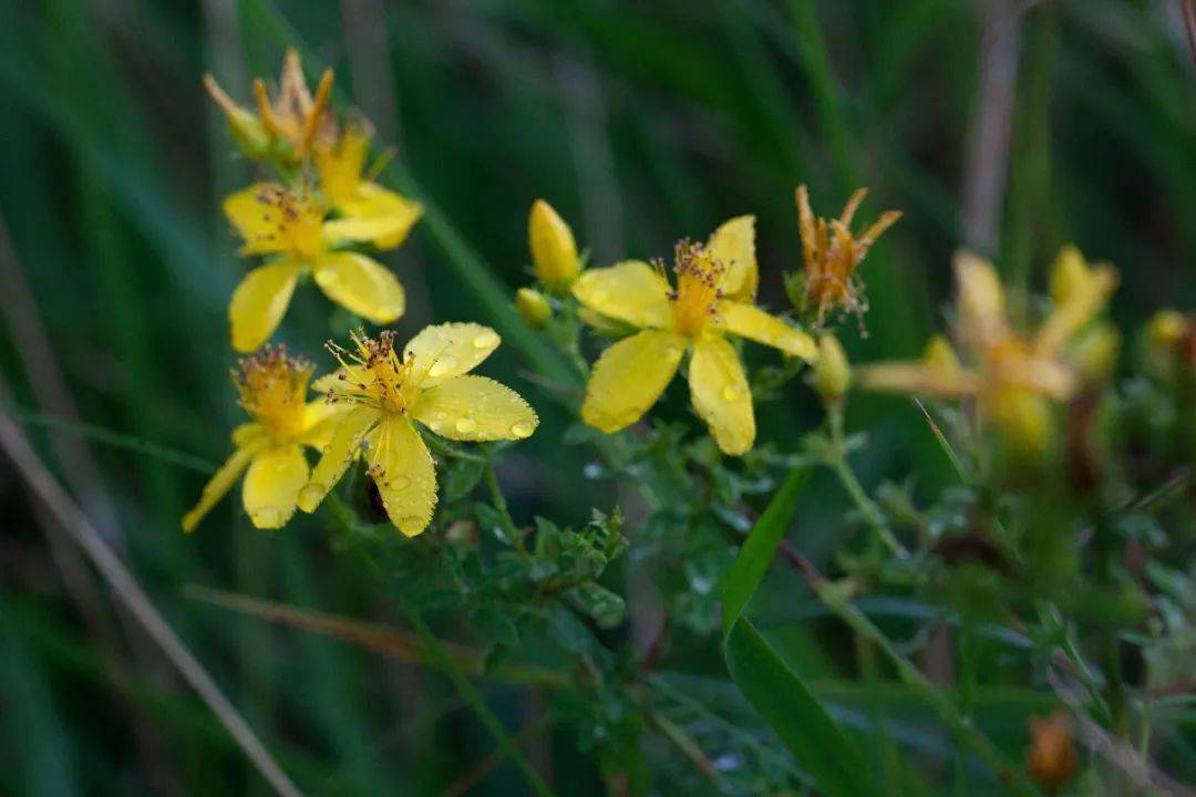 藍色|《鼴鼠的故事》| 影片里的植物世界