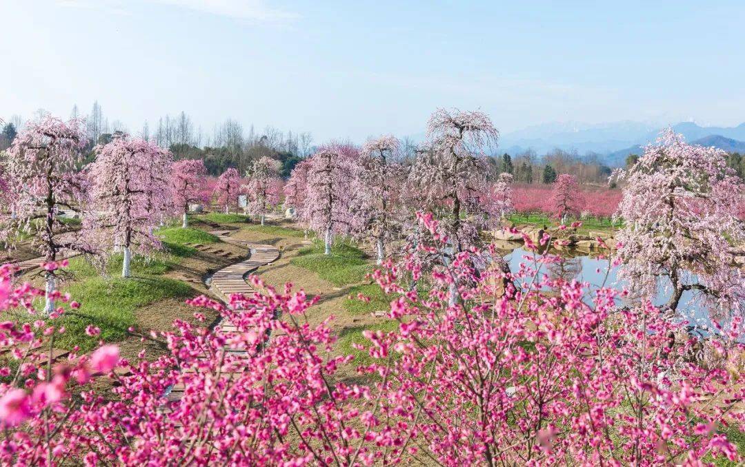 山景|在都江堰过年 | 到青城山看花海、住民宿、泡温泉，速度安排！