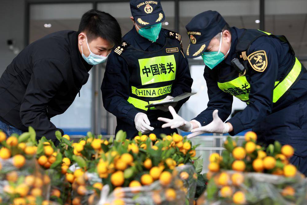 这批年花经过港珠澳大桥海关检查放行后,当天即可进入澳门市场