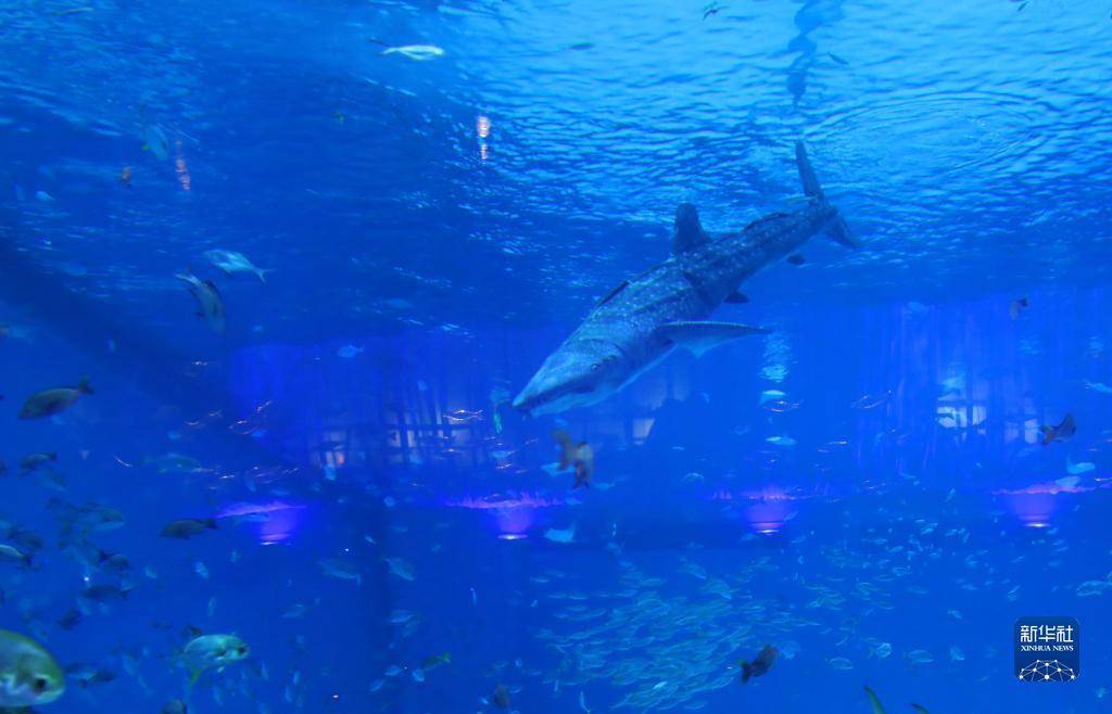 仿生鲸鲨现申城