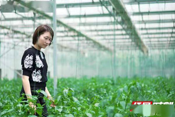 新春走基层｜“卖菜人”刘洋：农村广阔天地 青年大有可为 