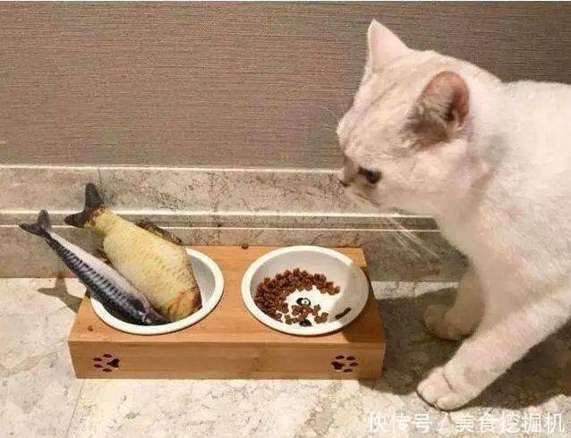 我们可以与猫咪分享的食物_蛋白质_谷物_来源
