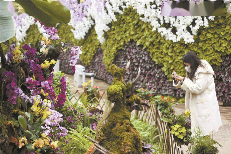 石家庄市植物园新春花展除夕开幕 秋海棠 景观 品种 石家庄市植物园新春花展除夕开幕 秋海棠 景观 品种