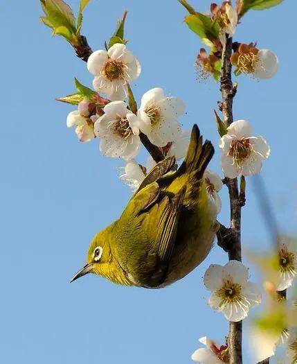 鸟语花香图欣赏