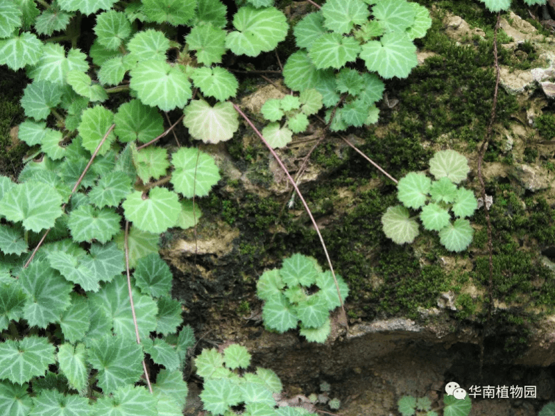 虎头|原来这么多“虎”藏在花花草草中！春节到华南植物园寻“虎”