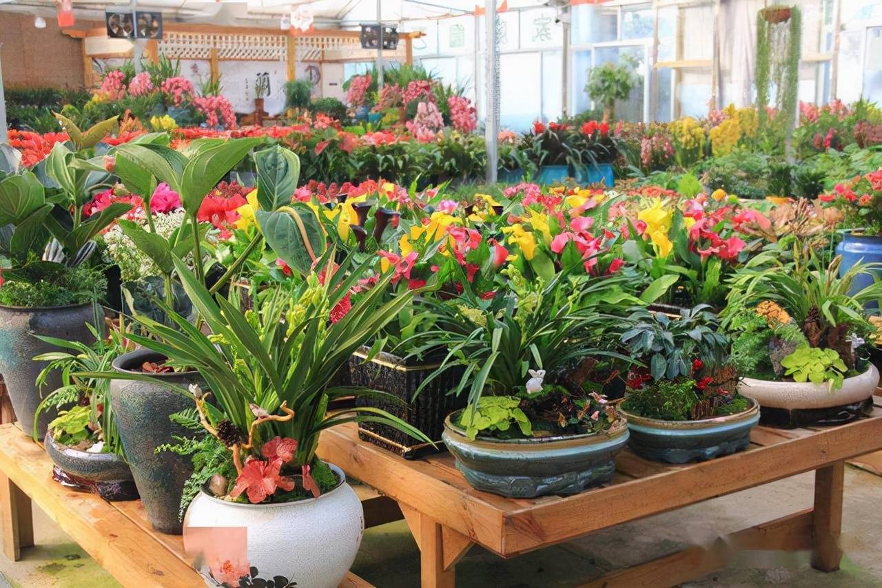 盆栽花卉市场 ccba9a5b0317433aa8e4e53618d4c695.jpeg