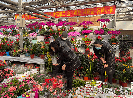 【网络中国节·春节】廊坊:迎新春贺新年 花卉市场年味浓