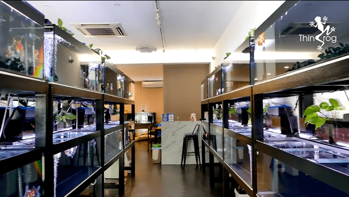 这是马来西亚的一家专卖金鱼的水族店,具体地址见下方图片95