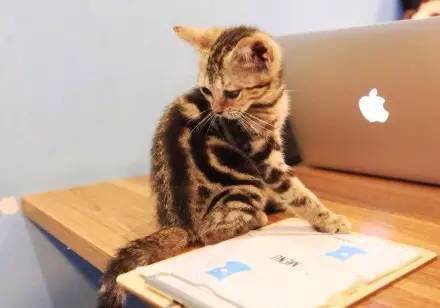 白喵给狸花喵舔了半天毛后 狸花的脸看上去有点不大对劲 白猫 味道 奇葩