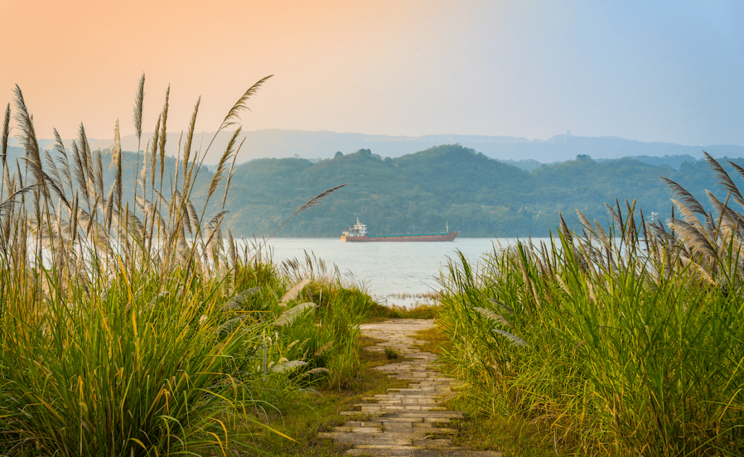 西岛头江边巴茅摇曳出原乡的梦影.