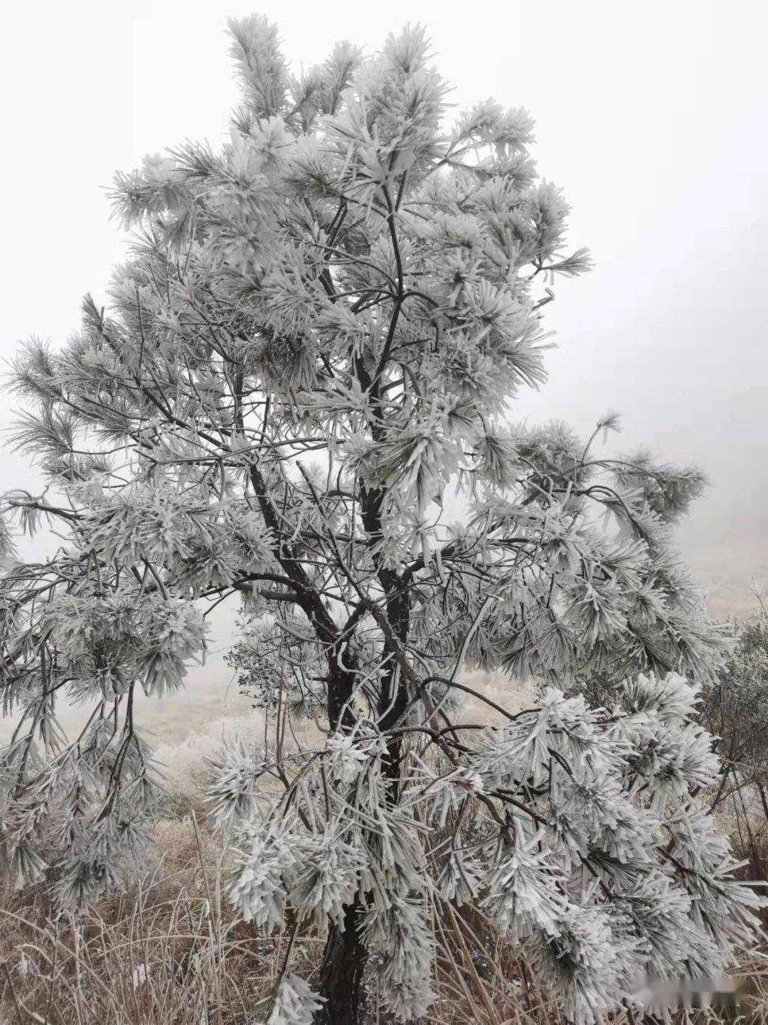 广东下雪2022图片