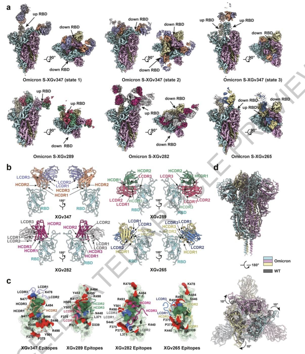 灭活疫苗对奥密克戎效果如何？通用疫苗有何策略？中国团队《自然》发文