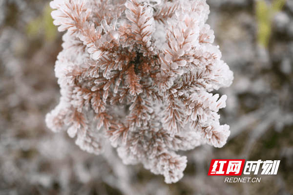 蓝山|湖南蓝山：冰雪世界欢乐多