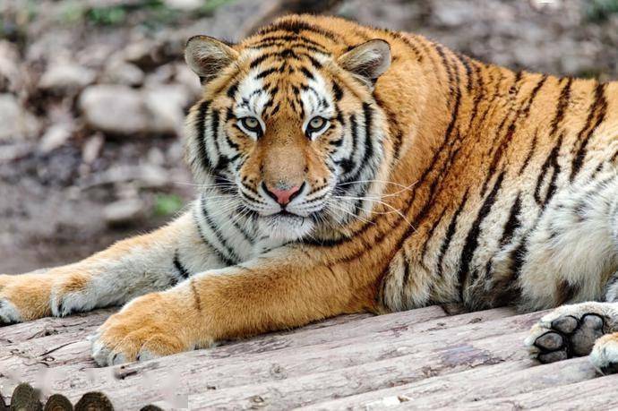 五个字的动物名字大全 0f01c01bf87249af8926af10dc97eeef.jpeg