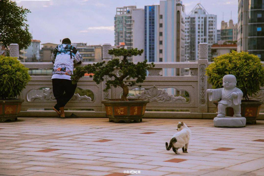 厦门|再冷下雨天，也挡不住厦门人拜拜！南普陀求平安、仙岳山求姻缘...春节祈福，厦门寺院哪家灵？