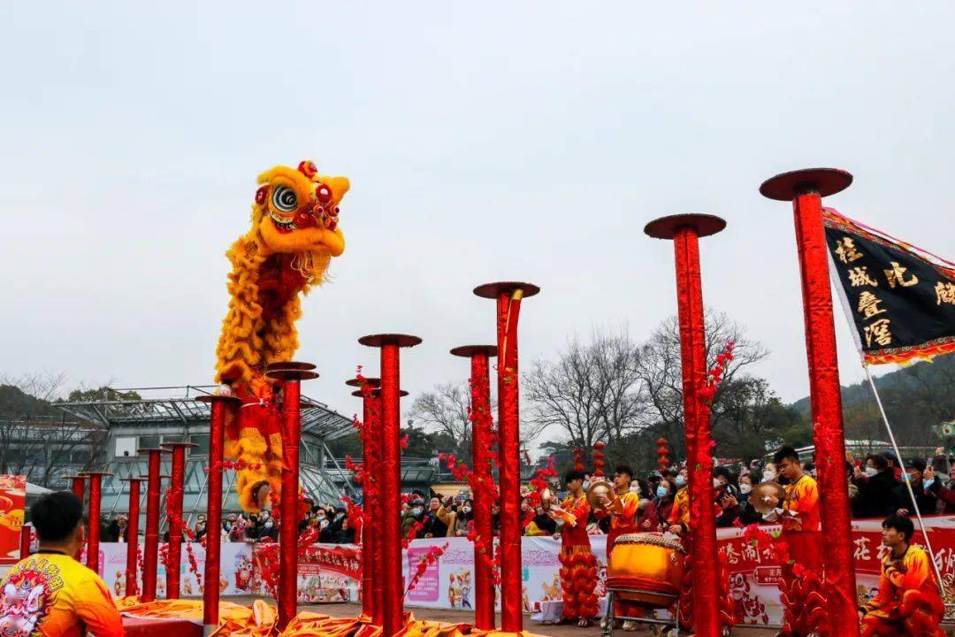 精彩绝伦的舞龙,迎宾,醉狮,步步高,梅花桩等舞狮表演活灵活现,迎宾