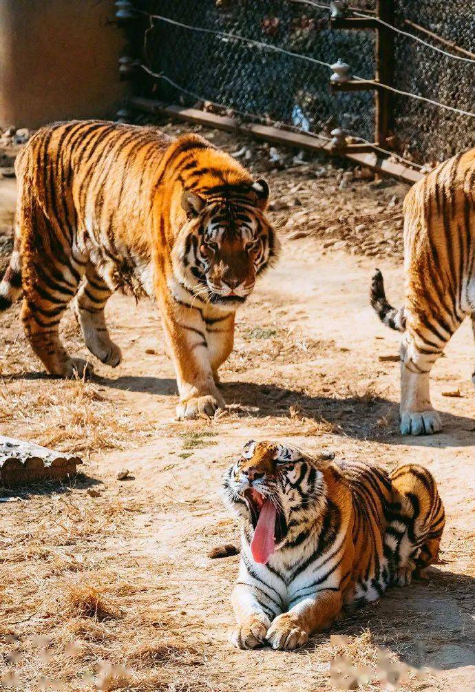 就来盘点一些你不知道的青岛"虎"地▍名字带hu 的公园·老虎山公园