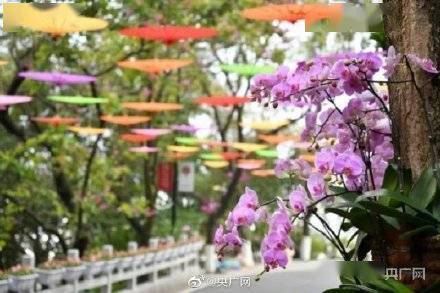 云台花园|赏花啦！广州大片花海呈现繁花盛景