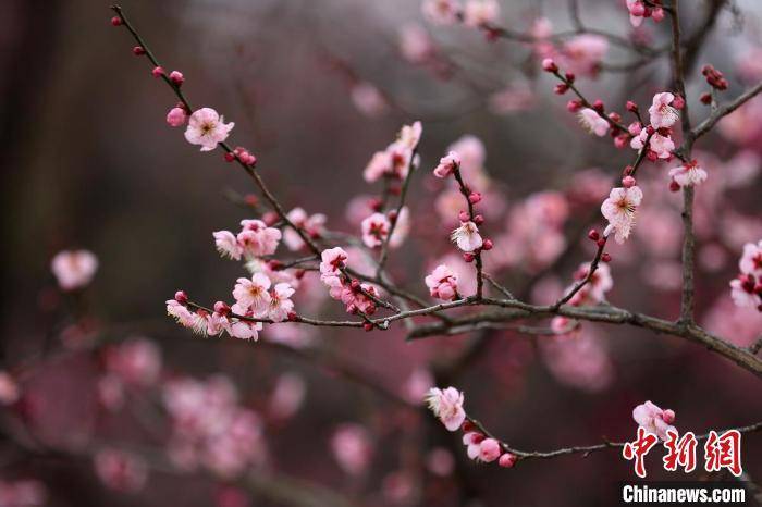 景区|南京明孝陵梅花山早梅绽放喜上“梅”梢