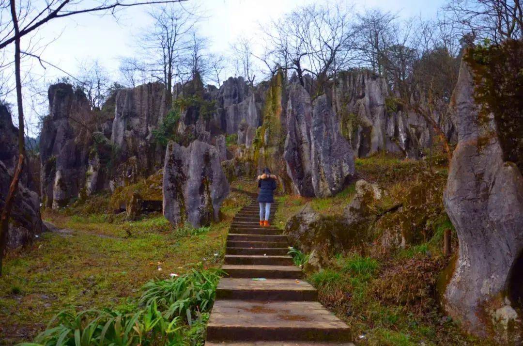 園內超多奇特景點樂山新晉國家森林公園美女峰景區美女峰①小火車票價