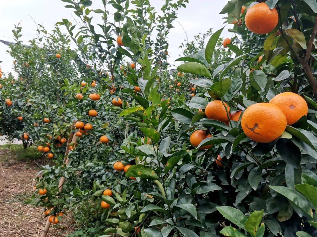 太平百亩茂谷柑成熟开园采摘迎客来