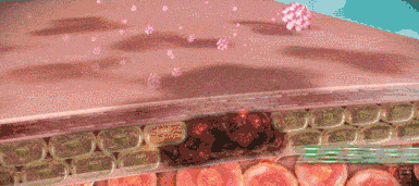 蜂巢不用洗面奶也可以把脸洗干净!用它也能搞定脸上的脏东西