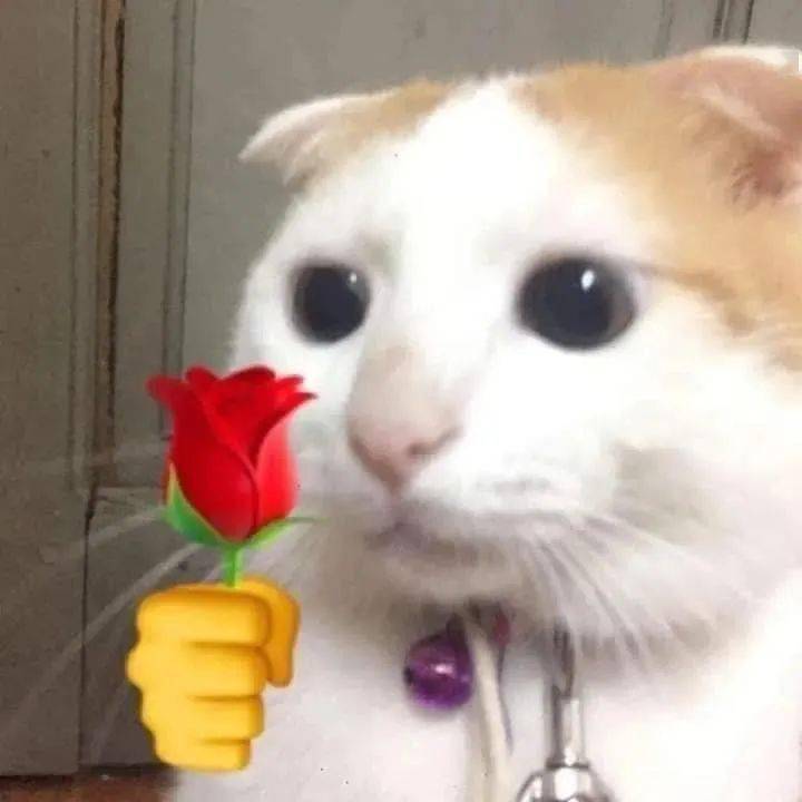 猫猫拿玫瑰花表情包_侵权_网络_猫猫
